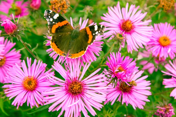 Papillon et fleur violette — Photo