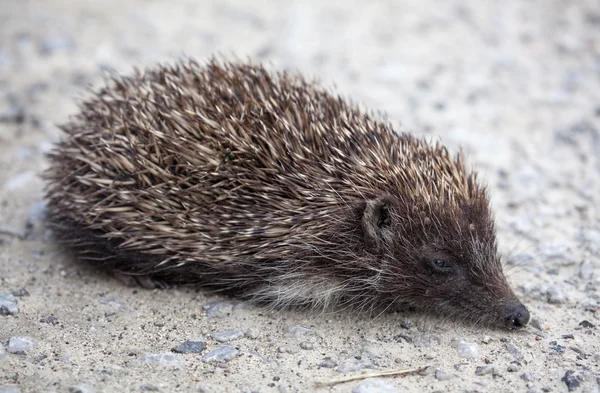 Egel — Stockfoto