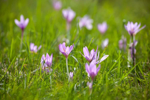 Violet flower — Stock Photo, Image