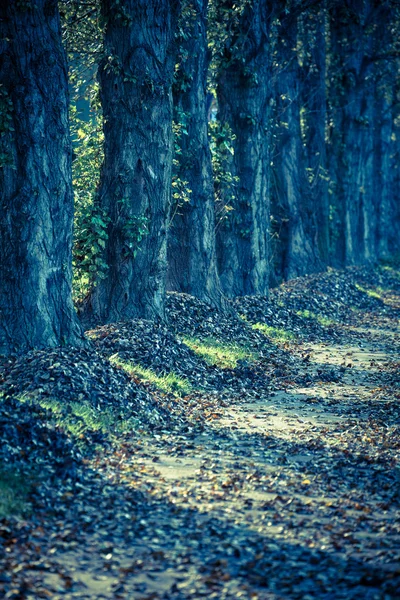 Herfstbladeren op alley — Stockfoto