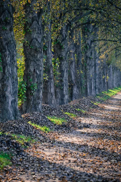 路地で紅葉 — ストック写真