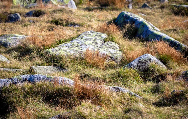 Trawa w Niskie Tatry, Słowacja — Zdjęcie stockowe