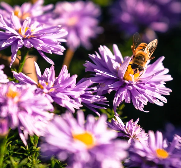 Violette bloem — Stockfoto