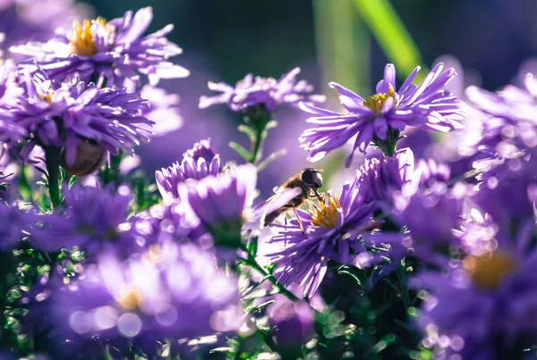 Violette bloem — Stockfoto