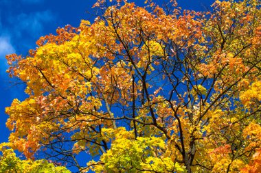 Sonbahar Yaprakları