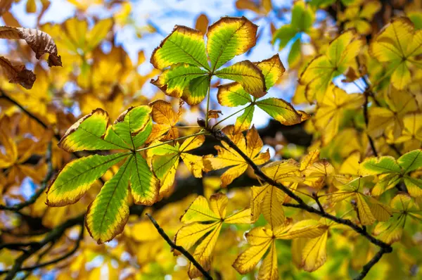 紅葉 — ストック写真