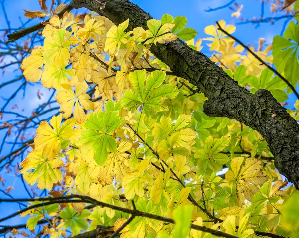 紅葉 — ストック写真