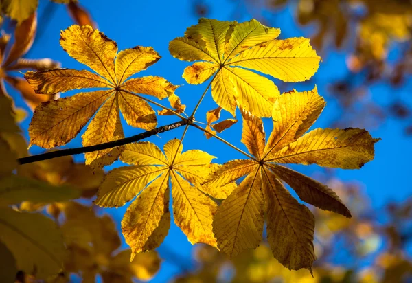 紅葉 — ストック写真