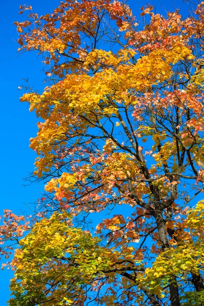 Herfstbladeren — Stockfoto