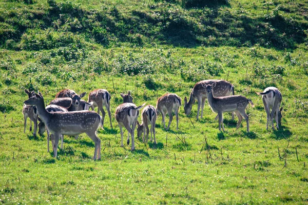 Herd of deer — Stock Photo, Image