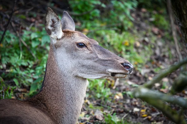 Une biche dans la forêt — Photo