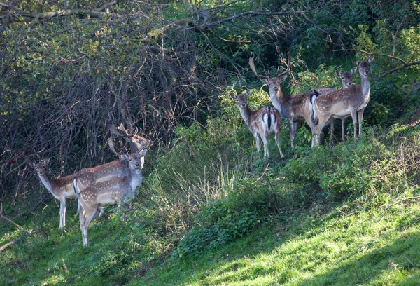 Rotwildherde — Stockfoto