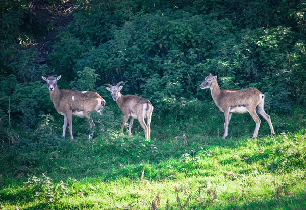 Herd of deer — Stock Photo, Image