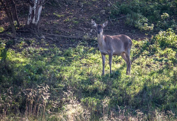 Doe en el bosque — Foto de Stock