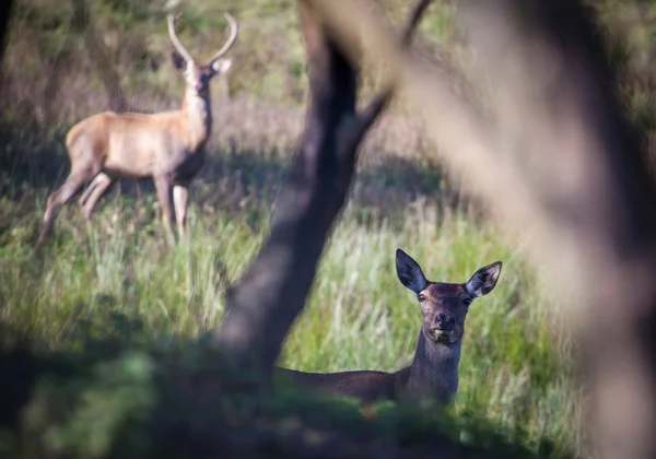 Troupeau de cerfs — Photo