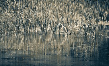 Tarn vrbicke pleso, Slovakya