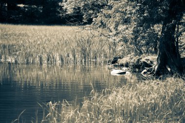 Tarn vrbicke pleso, Slovakya