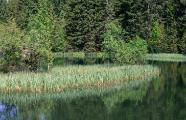 Tarn vrbicke pleso, Slovakya