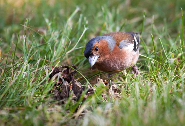 Chaffinch — Stock Photo, Image