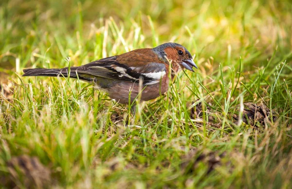 Chaffinch. — Fotografia de Stock