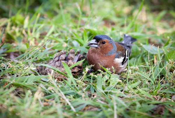 Chaffinch — Stock Photo, Image