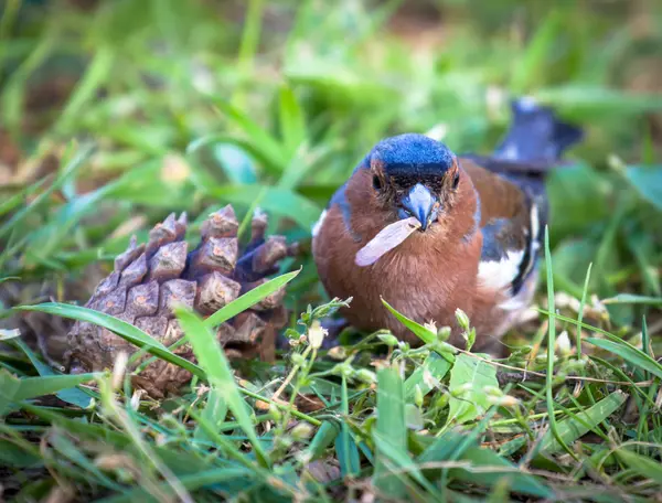 Chaffinch. — Fotografia de Stock