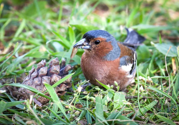 Chaffinch. — Fotografia de Stock