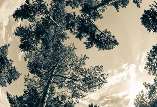 Лесной хрусталик — стоковое фото