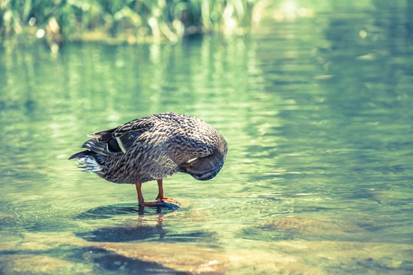 Pato salvaje — Foto de Stock