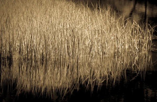 Tarn vrbicke pleso, Slowakije — Stockfoto