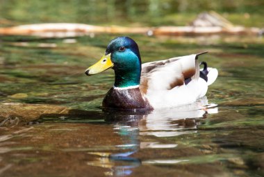 tarn vrbicke pleso, Slovakya üzerinde yaban ördeği