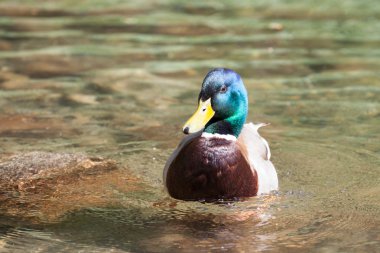 tarn vrbicke pleso, Slovakya üzerinde yaban ördeği