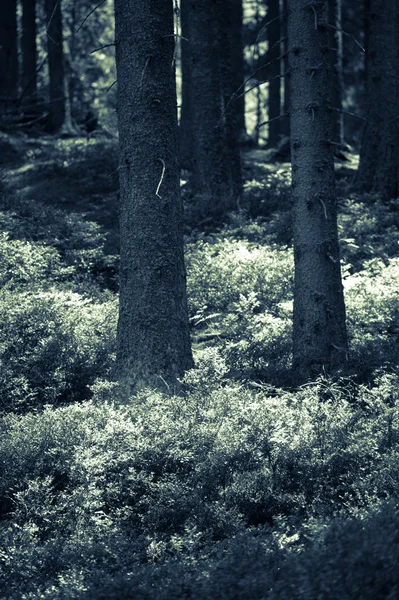 Лес в Нижних Татрах — стоковое фото