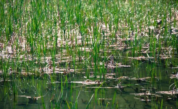 Tarn vrbicke pleso, Slovakien — Stockfoto