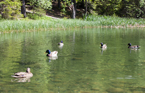 Tarn Vrbicke pleso, Slovakia