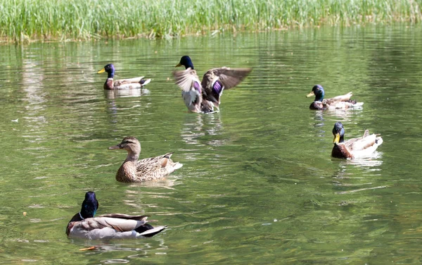 Tarn vrbicke pleso, Slowakije — Stockfoto