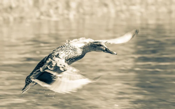 Wilde eend op tarn vrbicke pleso, Slowakije — Stockfoto