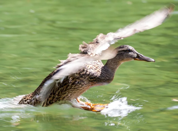 Anatra selvatica sul tarn Vrbicke pleso, Slovacchia — Foto Stock