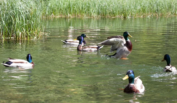 Wilde eend op tarn vrbicke pleso, Slowakije — Stockfoto