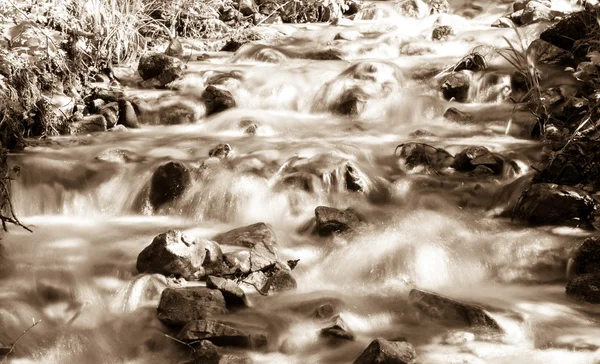 Arroyo en el bosque — Foto de Stock