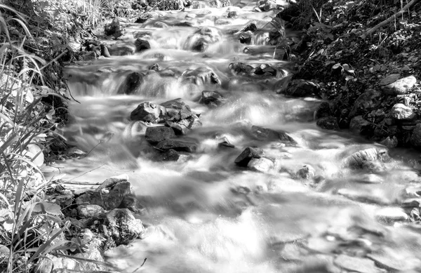 Córrego na floresta — Fotografia de Stock