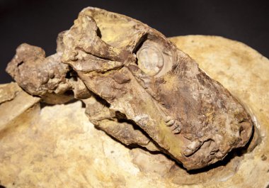 Dinosaur fossil clipart
