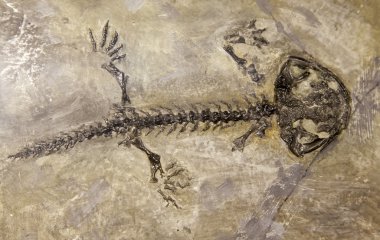Dinosaur fossil clipart