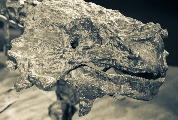 Cráneo de dinosaurio —  Fotos de Stock