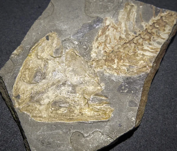 ฟอสซิลไดโนเสาร์ — ภาพถ่ายสต็อก