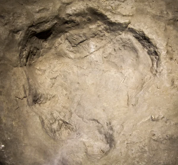 Imprint dinosaur track — Stock Photo, Image