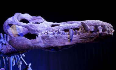 Dinozor kafatası - Liopleurodon