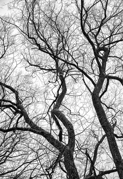 Árbol blanco y negro —  Fotos de Stock