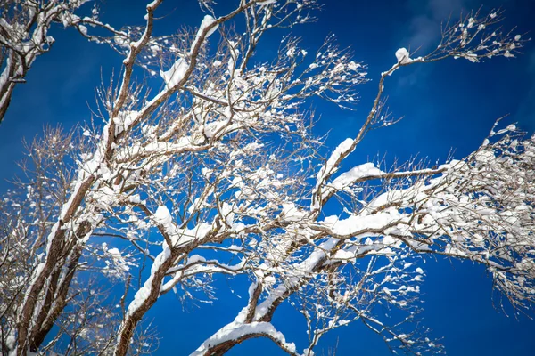 Rama nevada —  Fotos de Stock