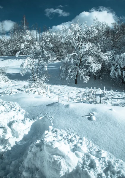 Snöiga land — Stockfoto
